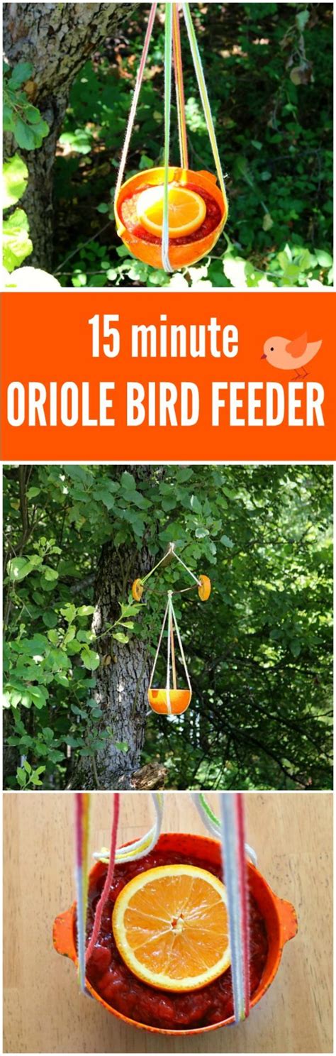 orioles hangout for fun and friendship